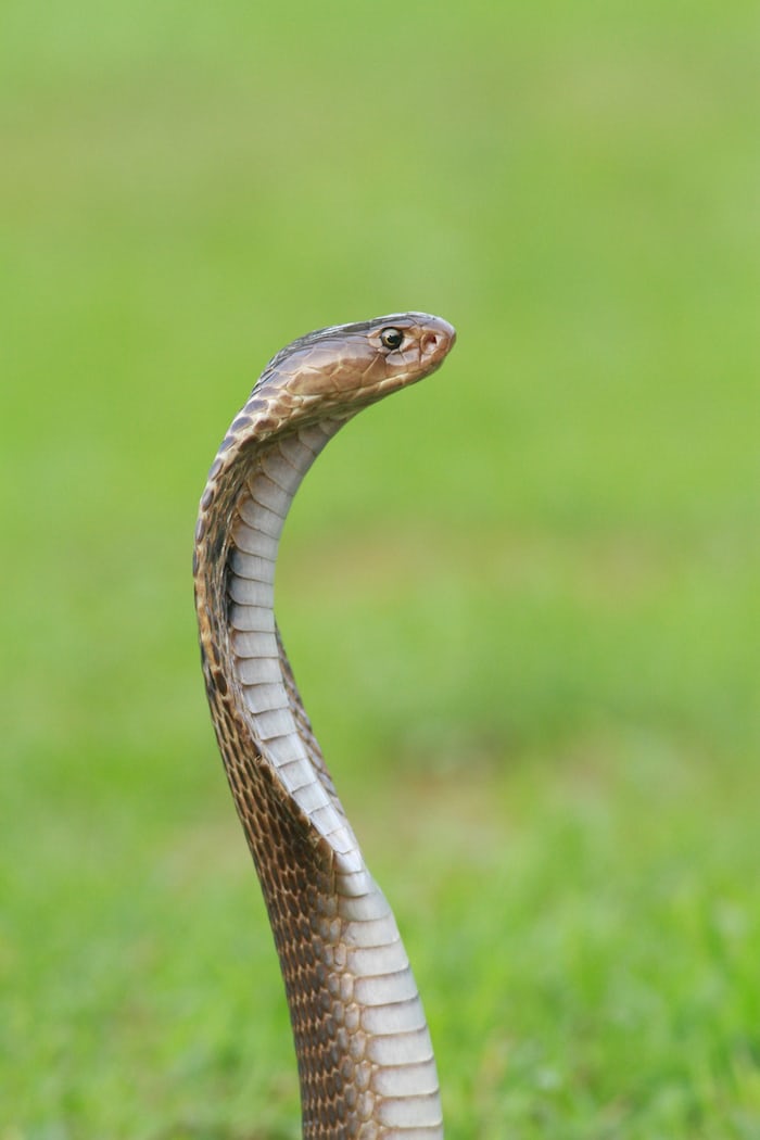 Read more about the article First aid to be given when bitten by a snake