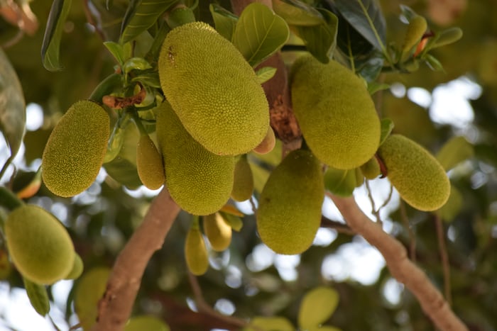 Read more about the article Jak fruit: The World’s Largest Edible Fruit