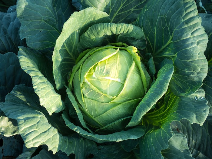The Cabbage: A Delicious and Nutritious Vegetable