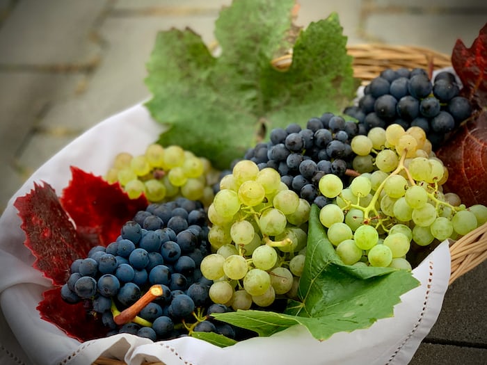 Grapes: A Delicious and Nutritious Fruit