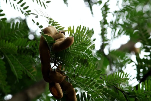 Tamarind: The Tangy Fruit with a Thousand Uses
